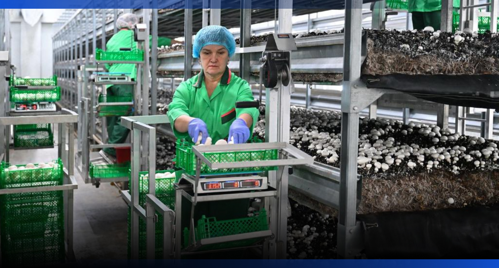 Image for Самая крупная грибная ферма полного цикла работает в СКО